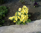 primula