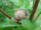 Garden Snail on Chryanth (2011, May 15)