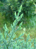 Chinese Juniper (2011, May 15)