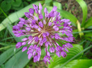 Allium Purple Sensation (2011, May 15)