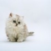 poze_pisici_35-150x150[1]