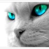 poze_pisici_41-150x150[1]