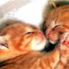 poze_pisici_42-150x150[1]