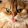 poze_pisici_43-150x150[1]