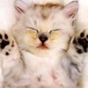 poze_pisici_44-150x150[1]