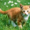 poze_pisici_46-150x150[1]