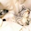 poze_pisici_47-150x150[1]
