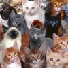 wallpaper_colectie-de-pisicute-150x150[1]