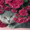 wallpaper_pisicuta-intre-flori-150x150[1]