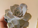Echeveria bambino