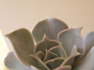 Echeveria bambino
