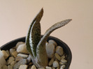 Gasteria sp 2011 Gino