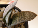 Gasteria sp