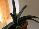 Gasteria pillansii 2010 Tzep