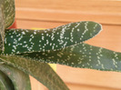 Gasteria pillansii