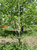 15 mai 2011 006
