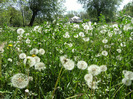 15 mai 2011 014