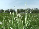 15 mai 2011 017