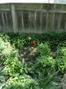 15 mai 2011 023