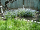 15 mai 2011 037