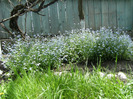 15 mai 2011 039