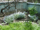 15 mai 2011 040