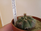 Gymnocalycium asterium 2011 Gino