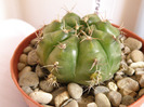 Gymnocalycium anisitsii v. multiprolifera