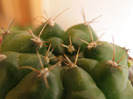 Gymnocalycium anisitsii v. multiprolifera