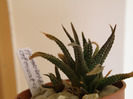 Haworthia attenuata 2010 Gino