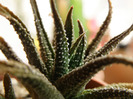 Haworthia attenuata