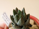 Haworthia coarctata