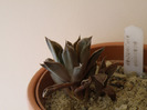 Haworthia aristata 2010 Tzep