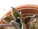 Haworthia aristata