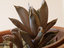 Haworthia aristata