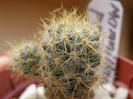 Mammilaria prolifera