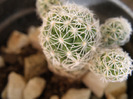 Mammilaria gracilis