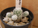 Mammilaria gracilis