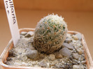 Mammillaria giselae 2011 Gino