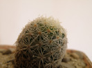 Mammillaria giselae