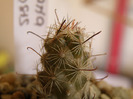 Mammillaria yaquensis