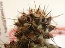 Mammillaria voburnensis