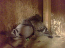 IMG0417A