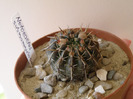 Notocactus submammulosus Gino