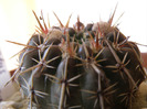 Notocactus submammulosus