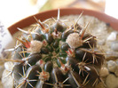 Notocactus submammulosus