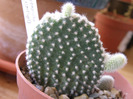 Opuntia microdasys var albata 2010