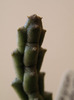 Stapelia variegata