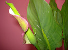 calla rehmanni