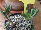 Crassula ovata var. monstruosa 2010 Andree